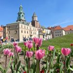 tulpaner-wawel