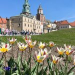 tulpaner-wawel1
