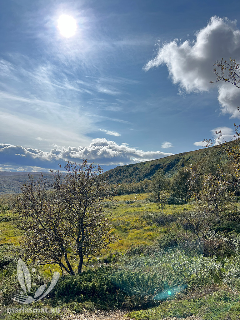 Hamrafjällets naturreservat