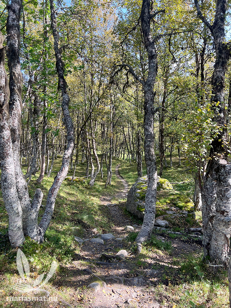 Hamrafjällets naturreservat