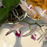 citrondrink-som-dessert2