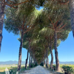 bolgheri-viale-dei-cipressi-och-castagneto-carducci-toscana