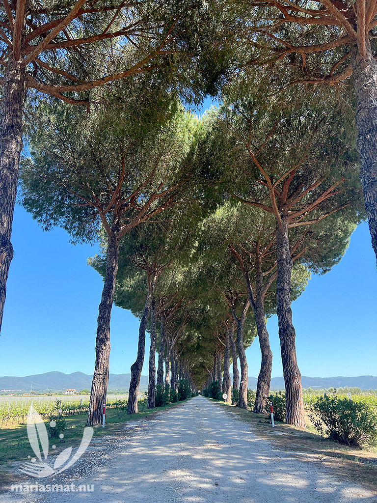Bolgheri, Viale dei Cipressi och Castagneto Carducci
Toscana