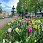 tulpaner-gavle-2026