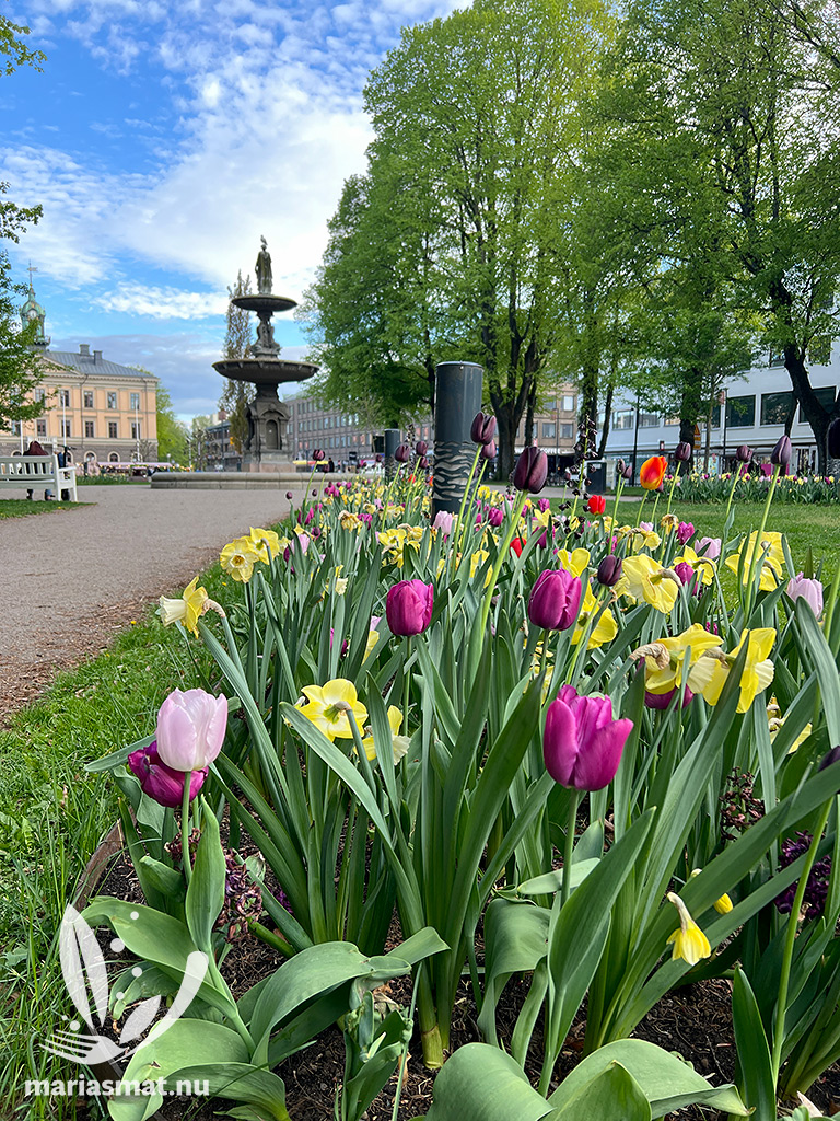 Tulpaner Gävle 2026
