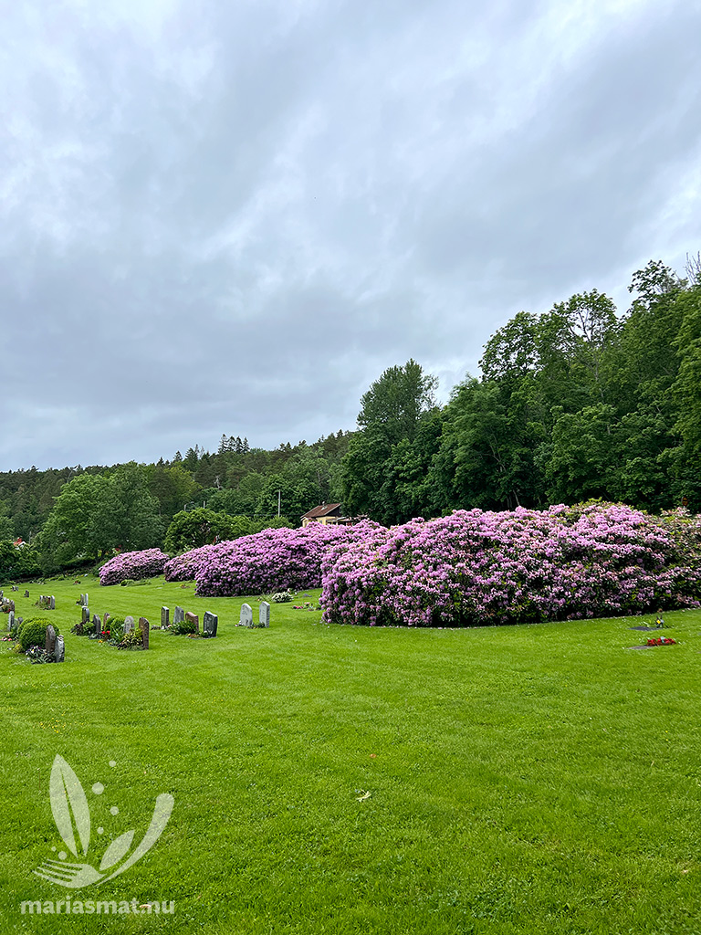 Västra Tunhems rhododendronbuskar