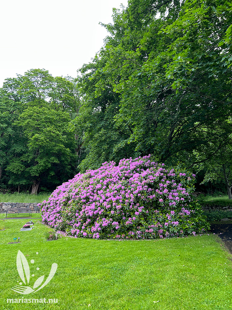 Västra Tunhems rhododendronbuskar