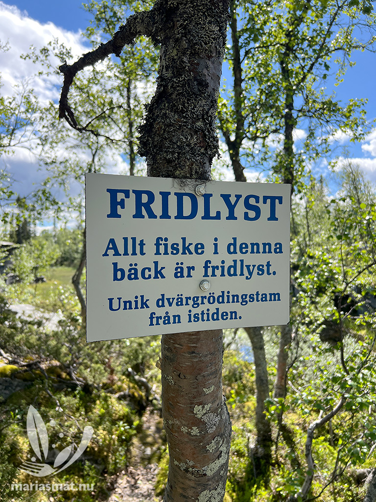 Fridlyst
Dvärgrödingen i fiskhålsgraven