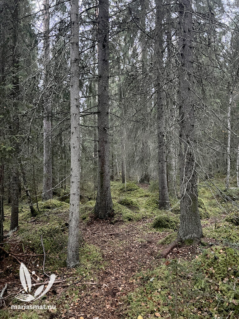 Årets HittaUt-säsong 2026